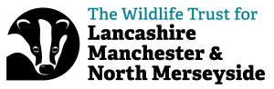 Illustration of a badger, The Wildlife Trust for Lancashire, Manchester & North Merseyside